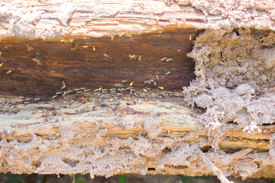 Termites found in damaged wood seen while preforming home inspection services